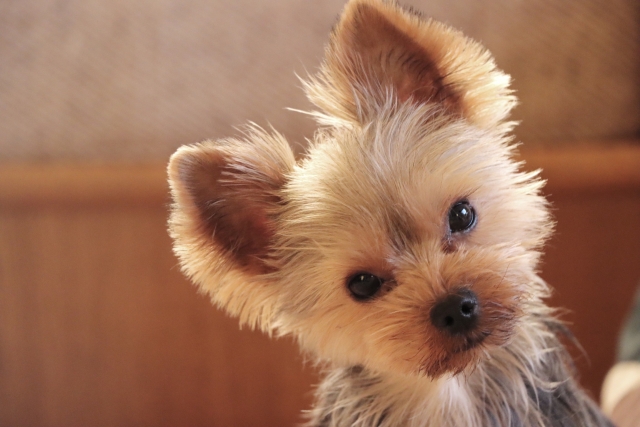 犬が首をかしげる理由